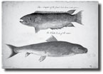 Fishing Wider Margins