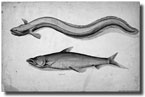Fishing Wider Margins